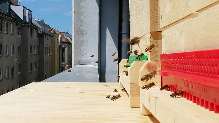 Bienen in der Garage Grande Bienen beim landen in einem Bienenstock aus hellem Holz