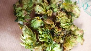 Eine Hand voll grün-brauner gepflückter Hopfenblüten in Nahaufnahme