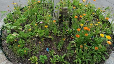 Baumscheibe, die mit blühenden Ringelblumen bewachsen ist