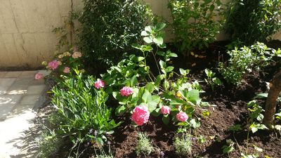 Frisch bepflanztes Blumenbeet im Innenhof