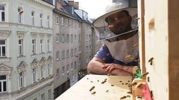 Im Vordergrund ein Bienenstock an einem Fenster, dahinter ein Mann mit Imkerhut