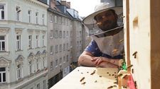 Im Vordergrund ein Bienenstock an einem Fenster, dahinter ein Mann mit Imkerhut