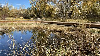 Teich, rundherum natürliches Gebüsch