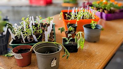 Pflänzchen auf einem Tisch