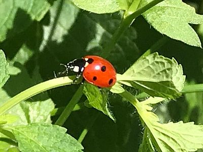 Marienkäfer